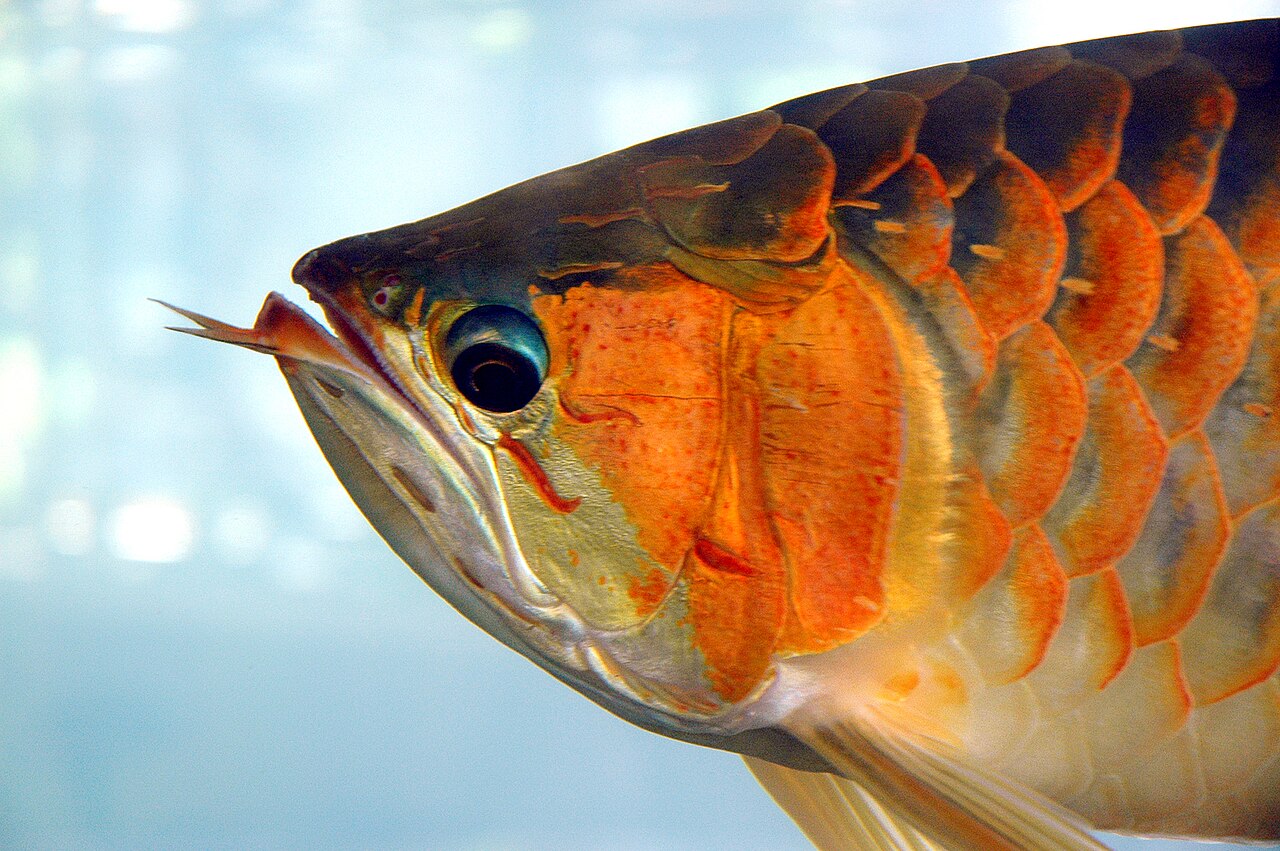 Asian Arowana ornamental fish