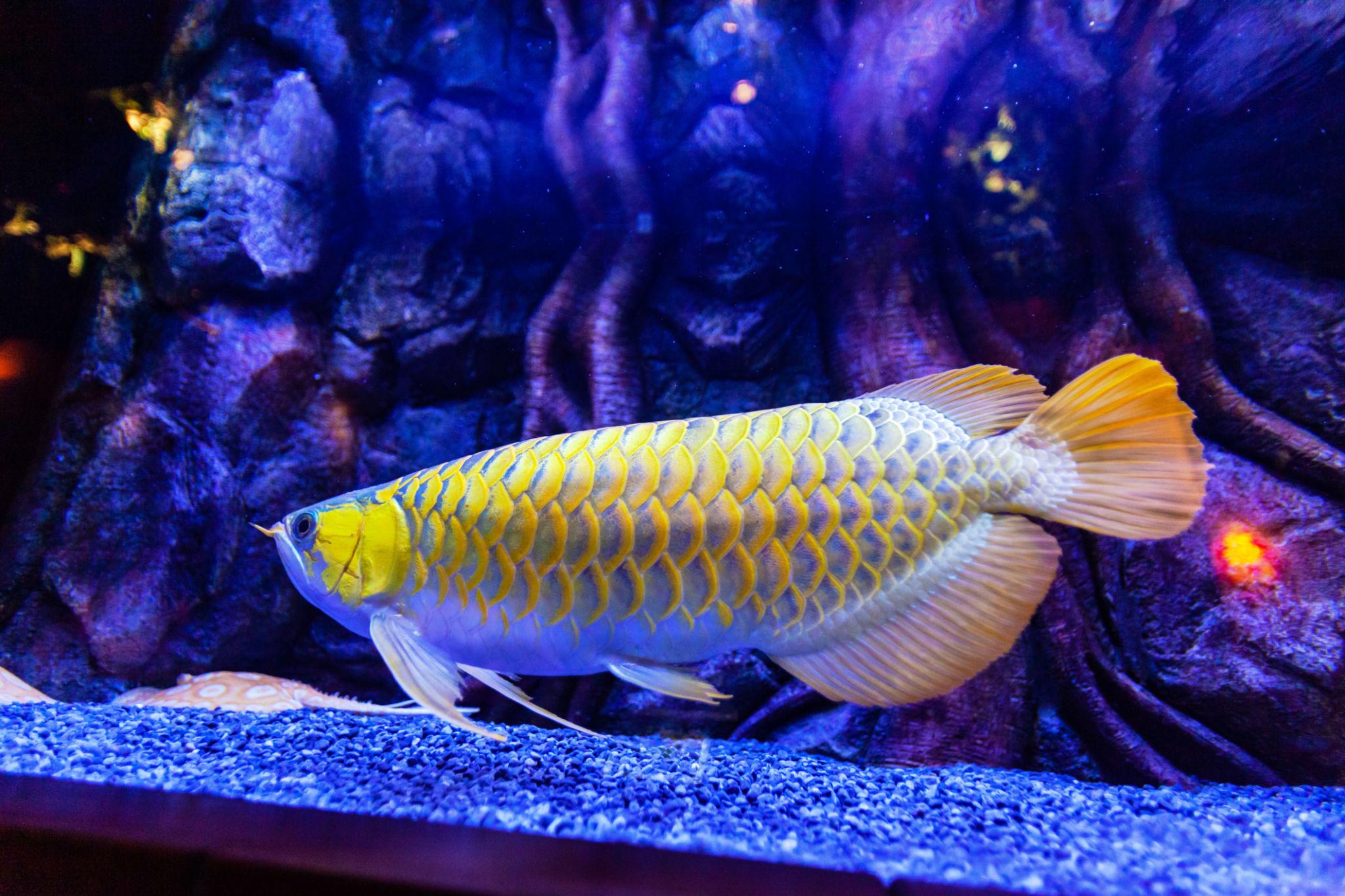 Highback Golden Asian Arowana ornamental fish