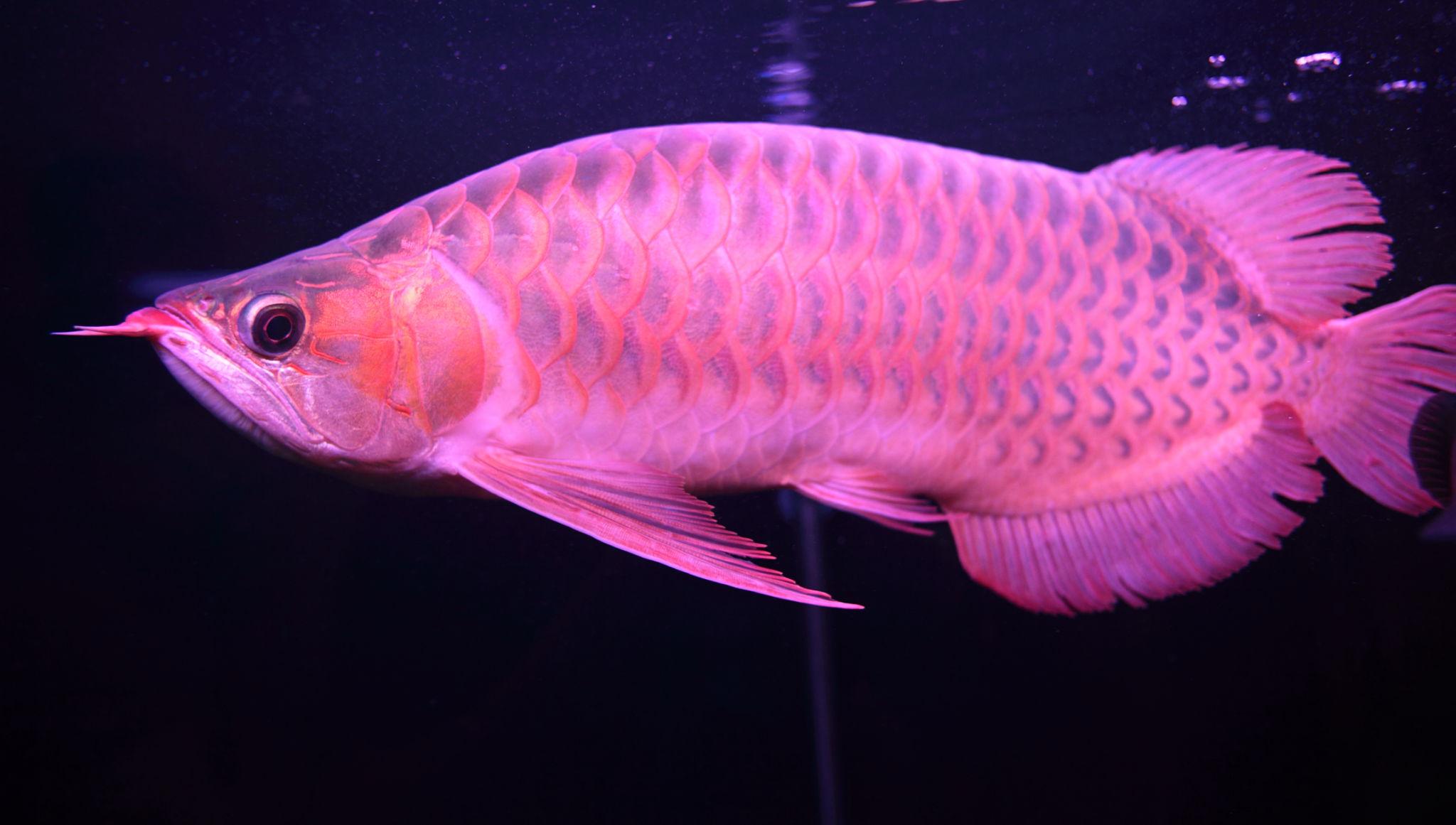 Super Red Asian Arowana ornamental fish