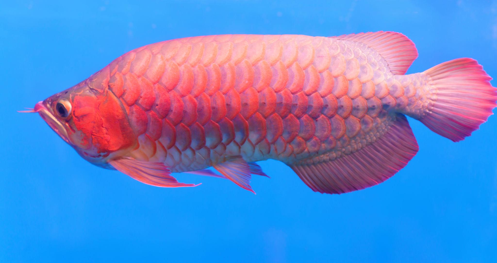 Blue Base Golden Asian Arowana ornamental fish