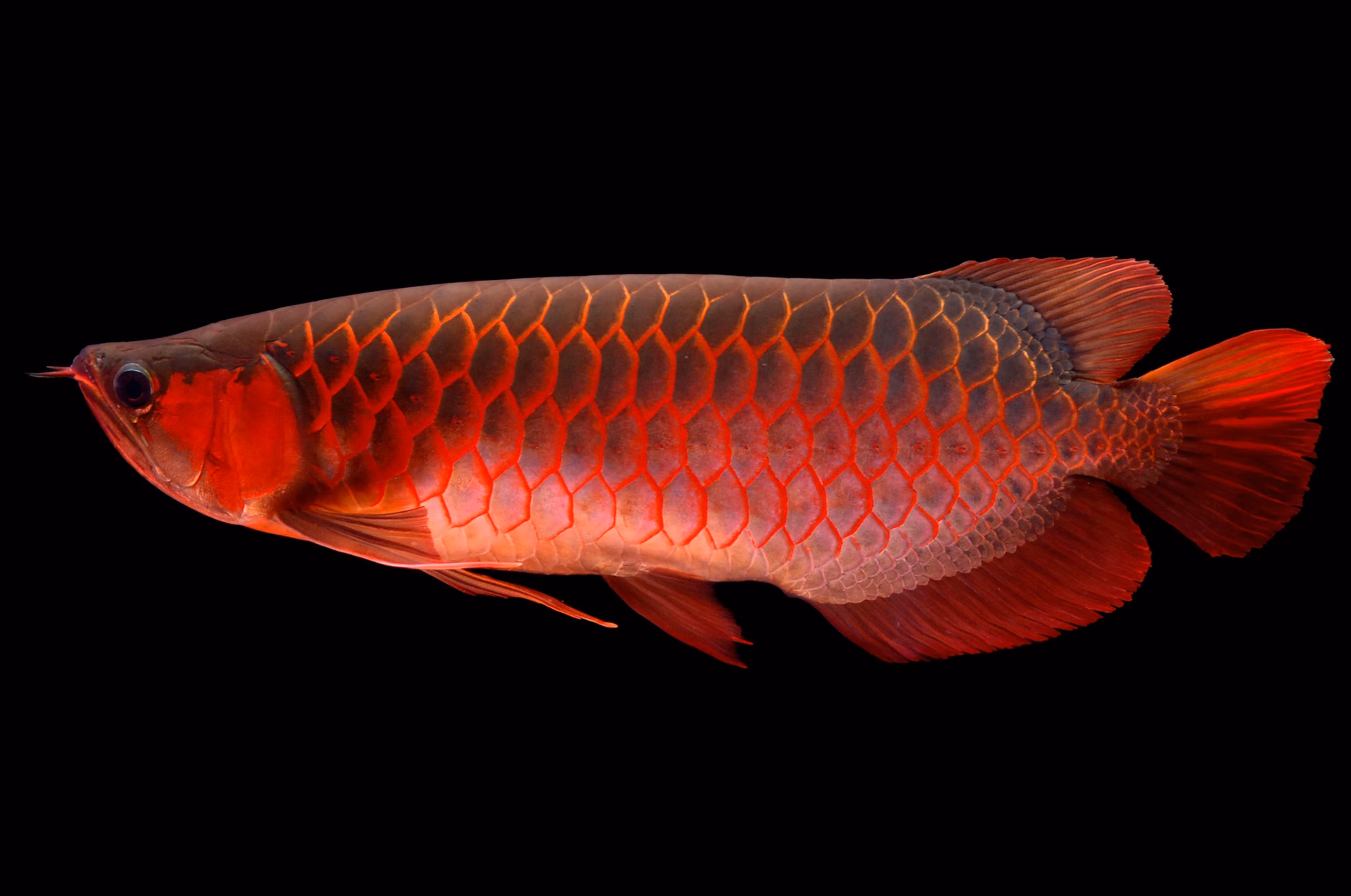 Crossback Golden Asian Arowana ornamental fish